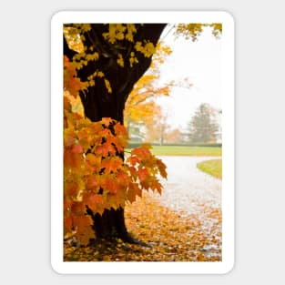 Fall Colors Sticker